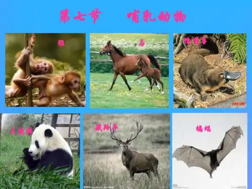 5.1.7《哺乳动物》课件(34张PPT)