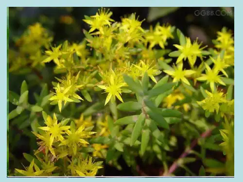 初中生物人教版七年级上册第一节 藻类、苔藓和蕨类植物