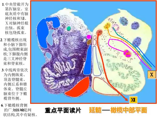 精美解剖--脑干切面