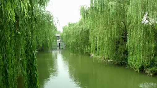 统编版二年级语文下册精品课件1 咏柳18(共28张)
