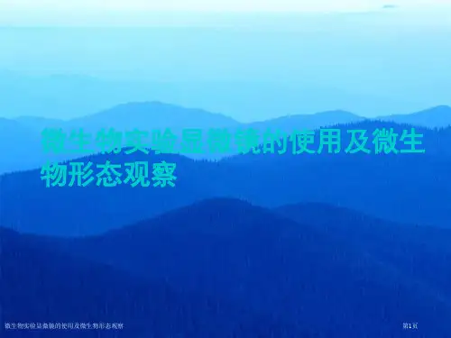 微生物实验显微镜的使用及微生物形态观察