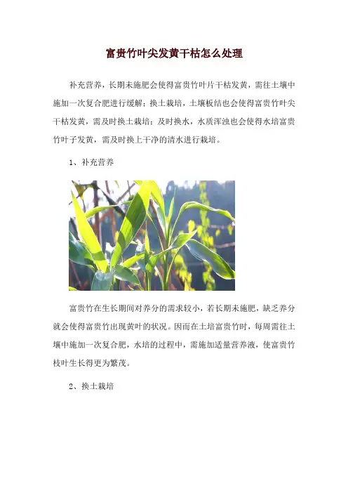 富贵竹叶尖发黄干枯怎么处理