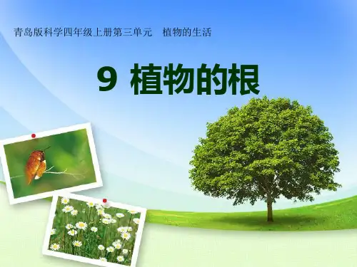 四上科学-9 植物的根