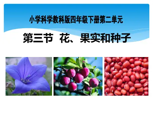 四年级下 花 果实和种子教科版ppt (共24页)