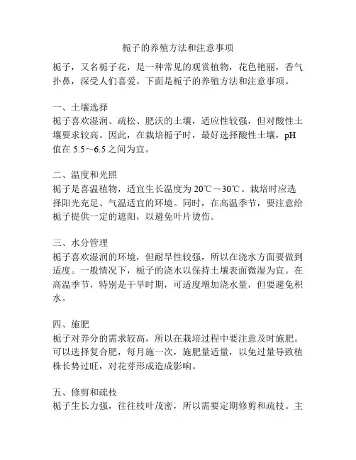 栀子的养殖方法和注意事项
