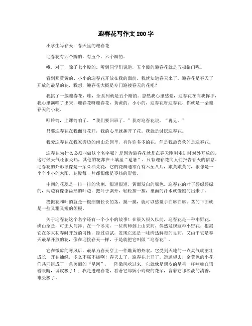 迎春花写作文200字