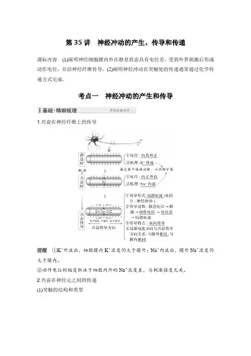 2025高考生物总复习神经冲动的产生、传导和传递