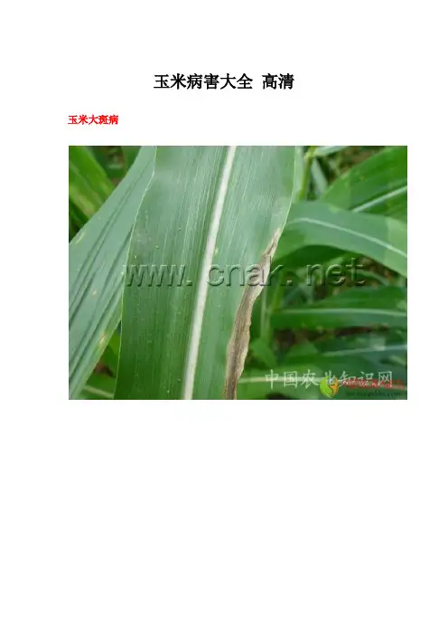 玉米病害大全 高清