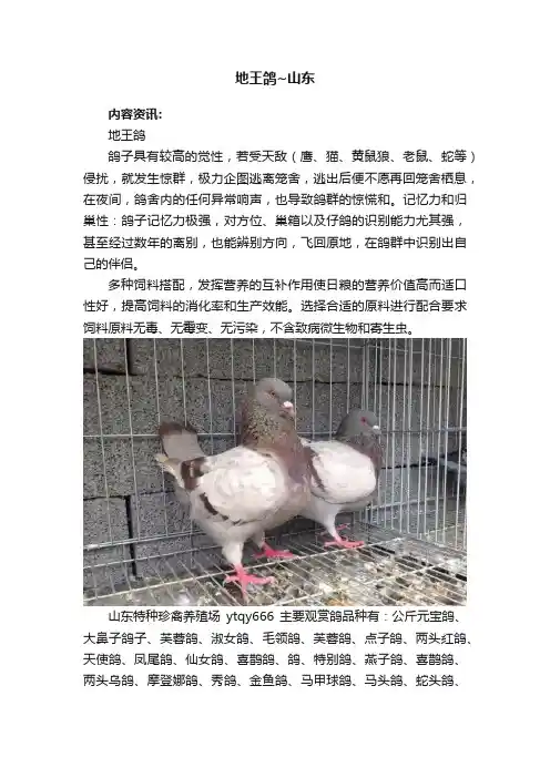 地王鸽~山东