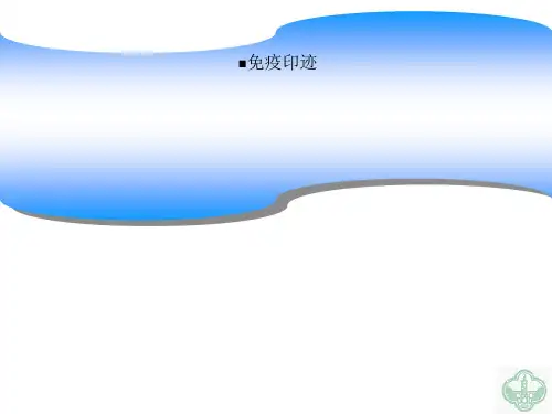 免疫印迹