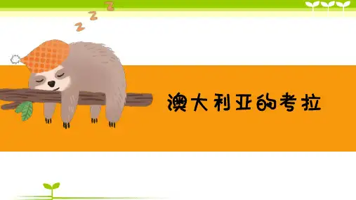 少儿4—5岁澳大利亚的考拉)—美术课件