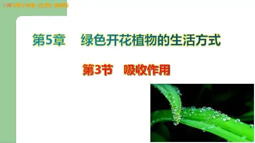 【精品课件】初中生物七年级上册 第3单元生物圈中的绿色植物第5章绿色开花植物的生活方式第3节吸收作用