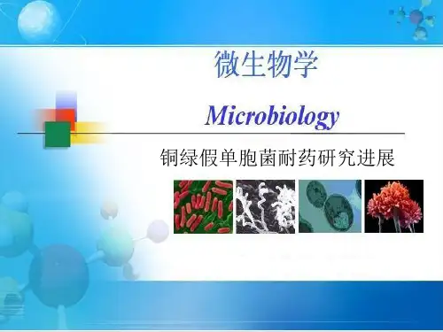 铜绿假单胞菌耐药研究进展ppt(31张)