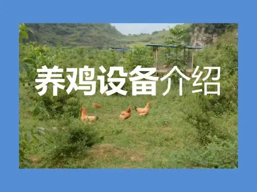养鸡设备介绍