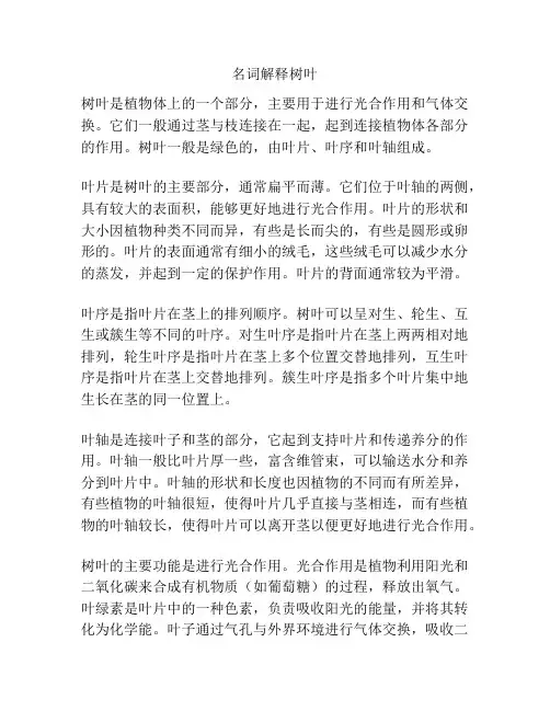 名词解释树叶