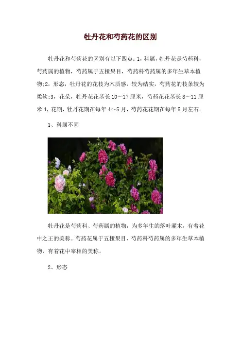 牡丹花和芍药花的区别