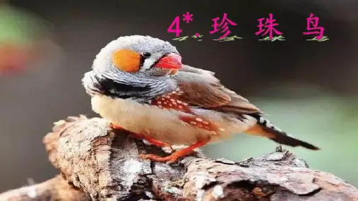 4 珍珠鸟课件(共21张PPT)