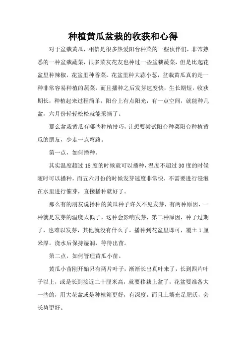 种植黄瓜盆栽的收获和心得