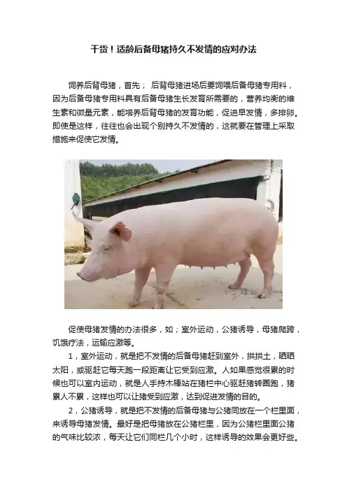 干货！适龄后备母猪持久不发情的应对办法