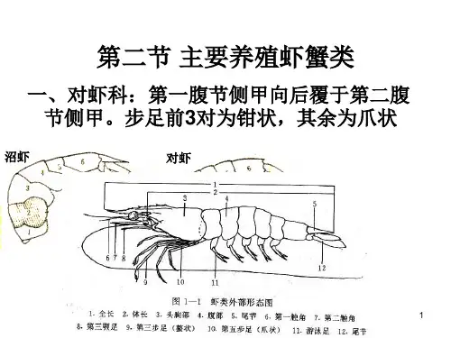 第二：主要养殖虾蟹类(课堂PPT)