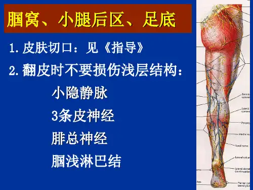腘窝、小腿后区、足底;肘窝、前臂前区
