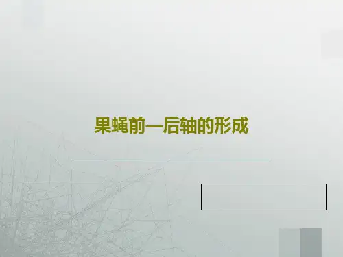 果蝇前—后轴的形成共34页文档