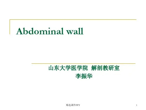 腹部解剖图谱ppt课件