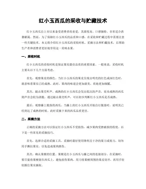 红小玉西瓜的采收与贮藏技术
