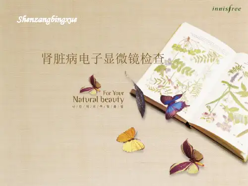 肾脏病电子显微镜检查 ppt课件