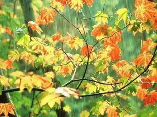 11秋天的雨