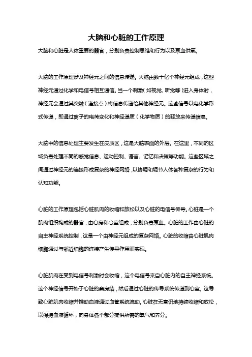 大脑和心脏的工作原理