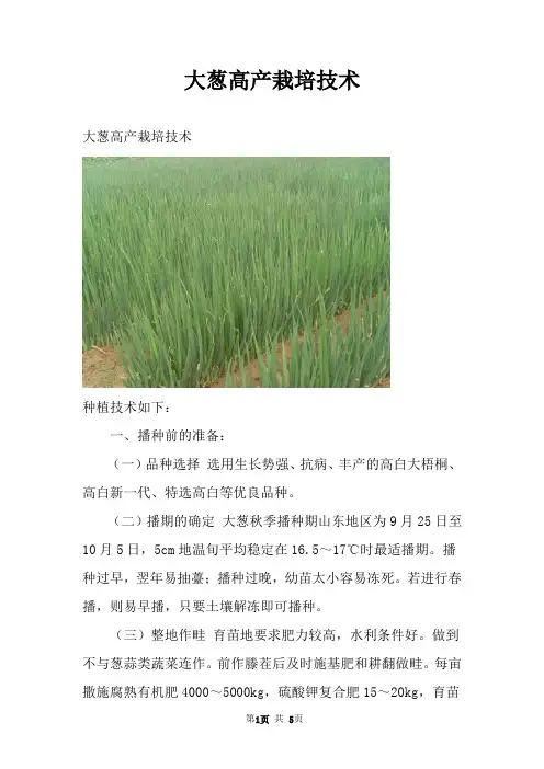 大葱高产栽培技术