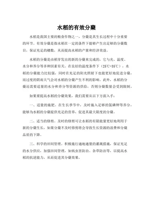 水稻的有效分蘖