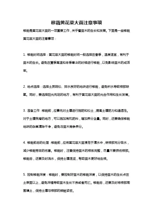 移栽黄花菜大苗注意事项