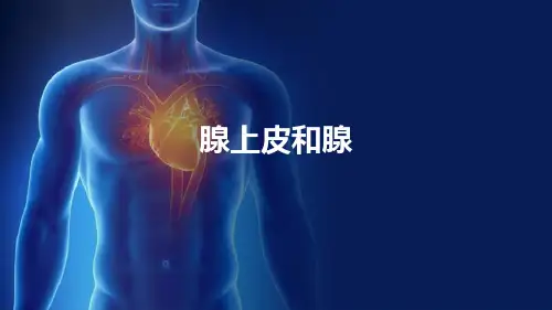 上皮组织—腺上皮和腺(组织胚胎学)