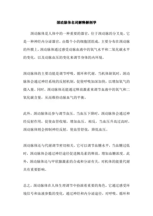 颈动脉体名词解释解剖学