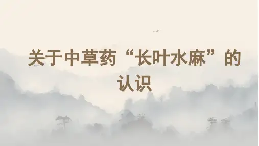 关于中草药“长叶水麻”的认识