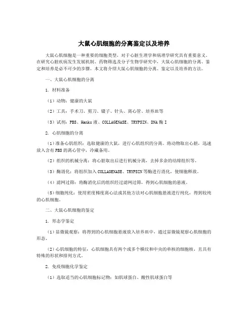 大鼠心肌细胞的分离鉴定以及培养