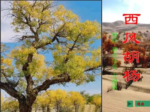 语文S版《西风胡杨》ppt课件