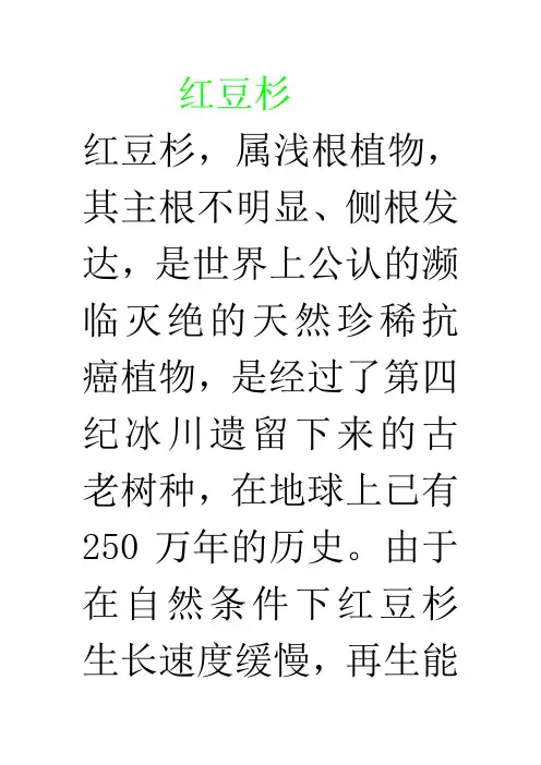 红豆杉