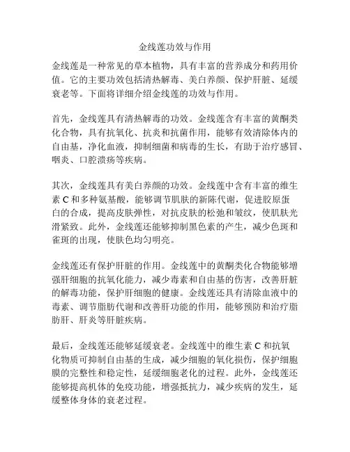 金线莲功效与作用