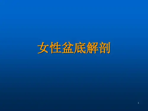 盆底解剖课件
