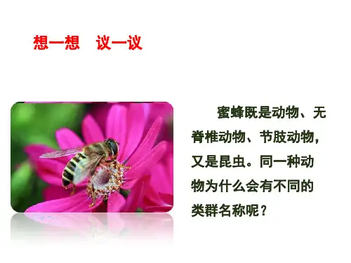人教版生物八年级上册 6.12 从种到界课件(共28张ppt)