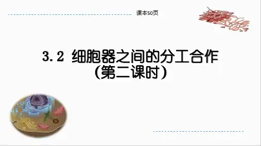 细胞器之间分工合作第2课时
