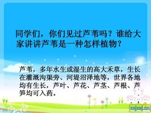 《故乡的芦苇》课件