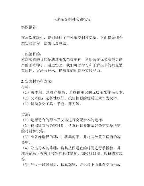 玉米杂交制种实践报告
