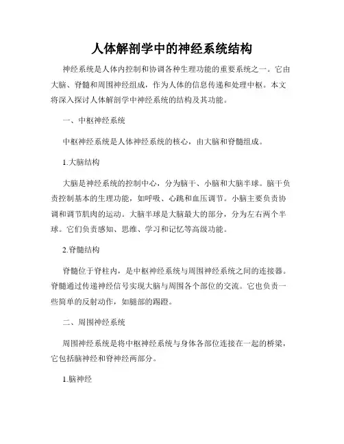 人体解剖学中的神经系统结构