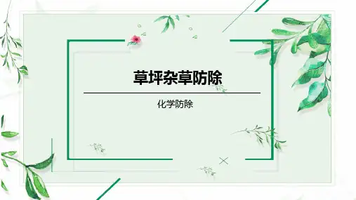 禾本科杂草PPT