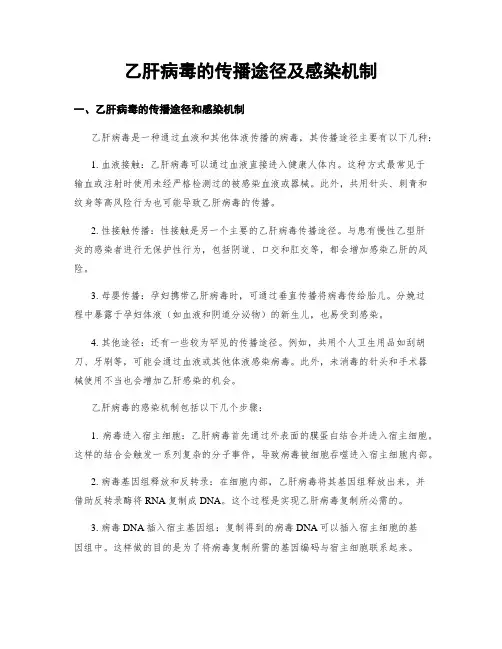乙肝病毒的传播途径及感染机制