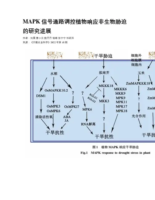 MAPK信号通路调控植物响应非生物胁迫的研究进展